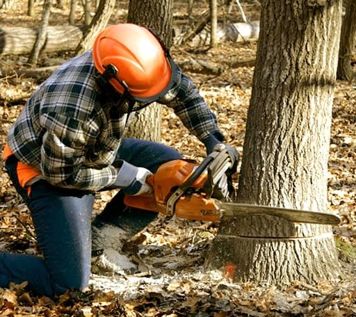 Tree Removal in Girard, TX